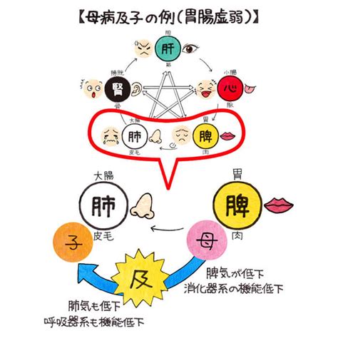 五行 体の部位|第28回 五行学説の中医学への応用 （2）五行と人体。